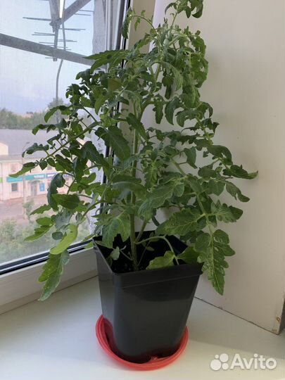 Томат балконный