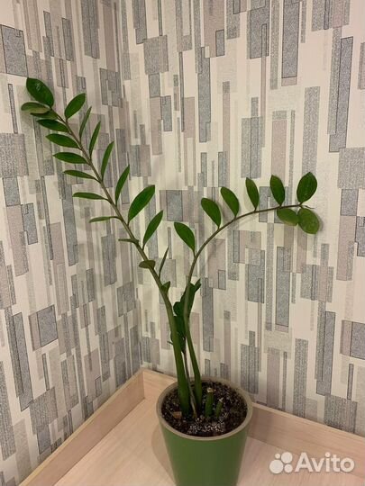 Замиокулькас