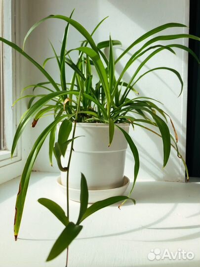 Хлорофитум