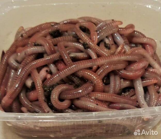 Продаю червя дендробена