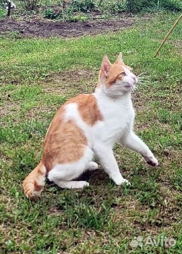 Отдам молодого кота в добрые руки