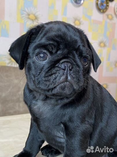 Щенки мопса черные