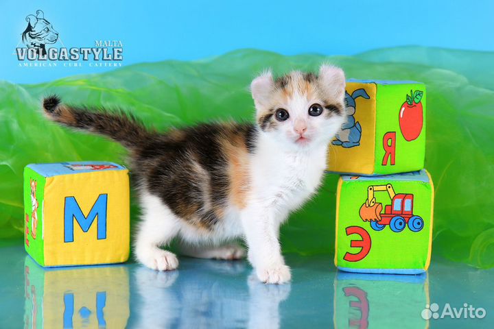 Американский кёрл Мальта, с родословной