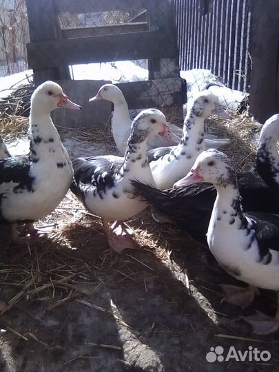 Мускусные утки