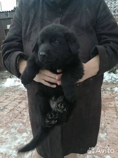 Щенки немецкой овчарки