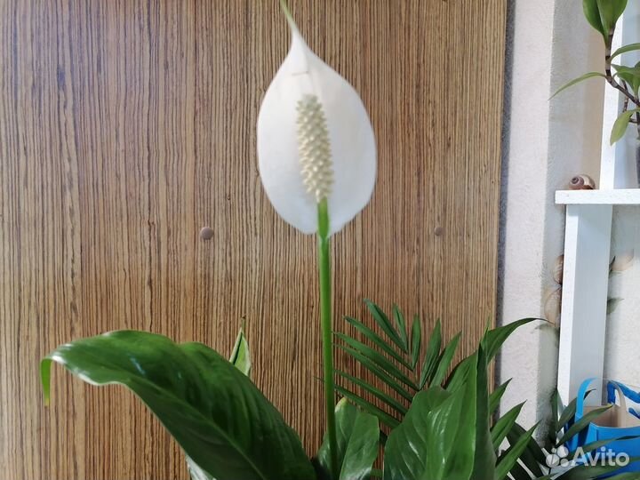 Каллизии, Спатифиллум,фикус, Сциндапсус Неон