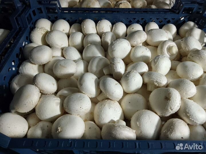 Мини грибы шампиньоны