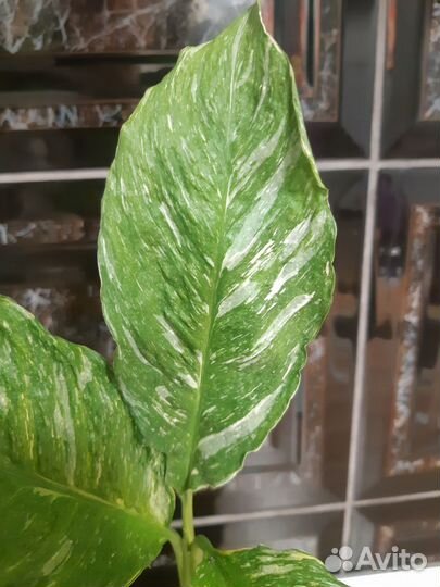 Спатифиллум домино