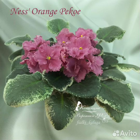 Набор листиков сортовых фиалок 10 шт. или 5 шт