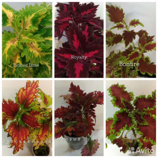 Колеусы сортовые