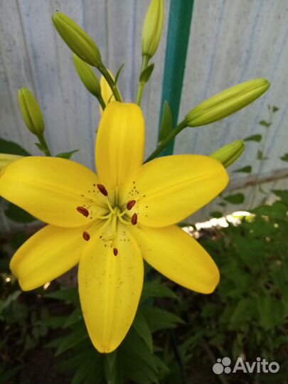 Цветы лилии