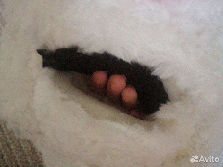 Фурсьют (чит. Описание)