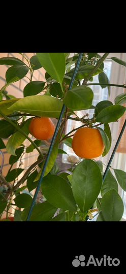 Мандарин /calamondino