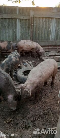 Поросята