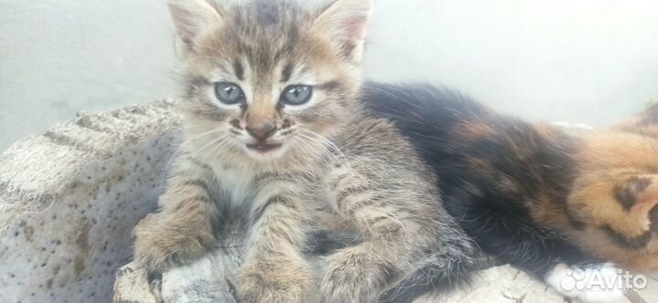 Котята в добрые руки бесплатно