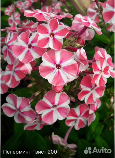 Флоксы сортовые