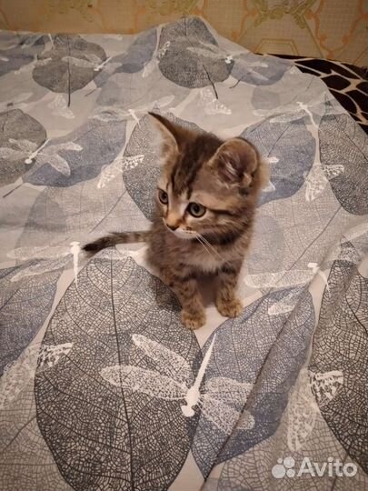 Котята ищут дом