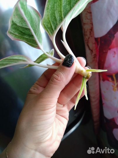 Аглаонема Сиам Аврора