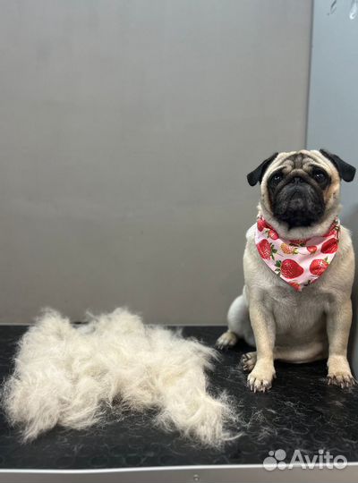 Груминг собак мелких пород бережный подход