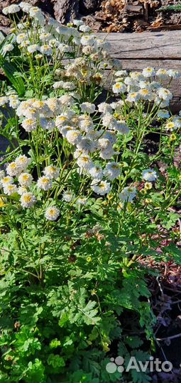 Цветы уличные