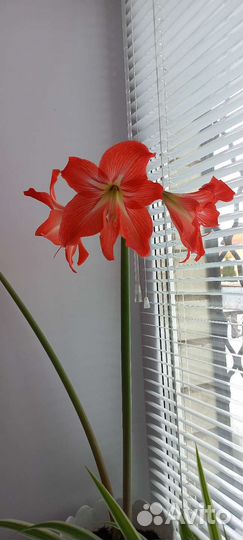 Гиппиаструм