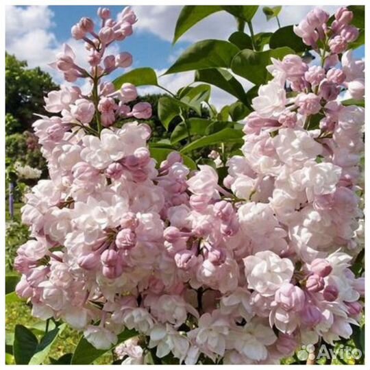 Сирень саженцы