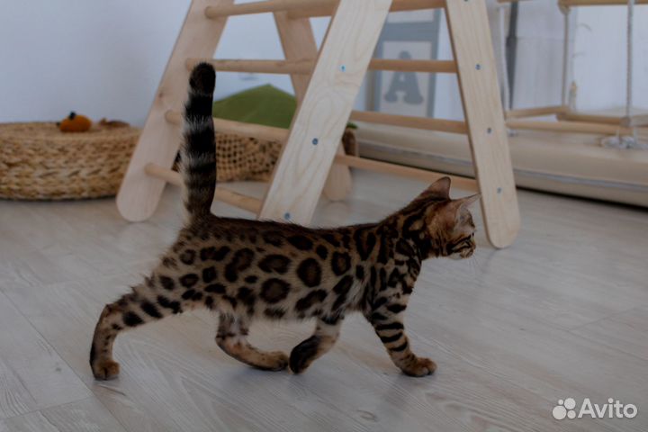 Бенгальские котята