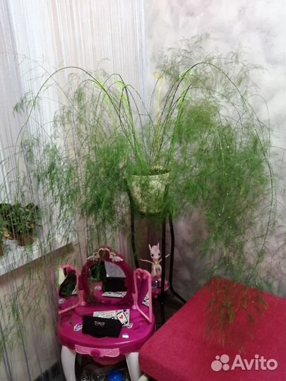 Аспарагус виргарус