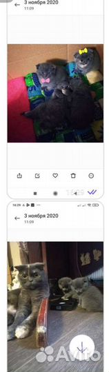 Кот на вязку британец