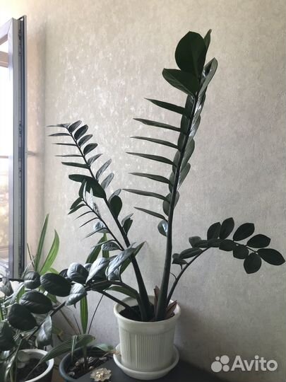 Замиокулькас