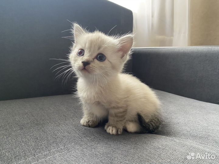 Котята Манчкин