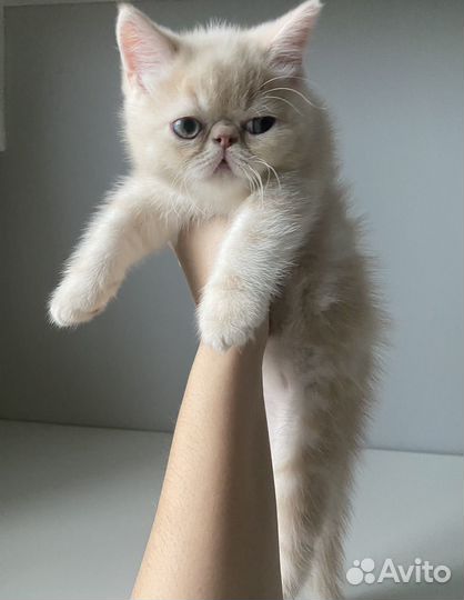 Котенок экзот короткошерстный