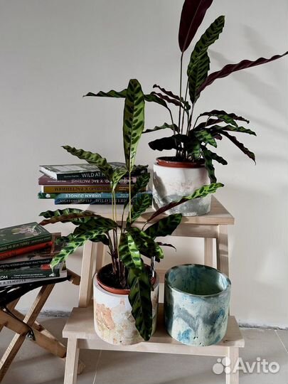 Калатея лансифолия