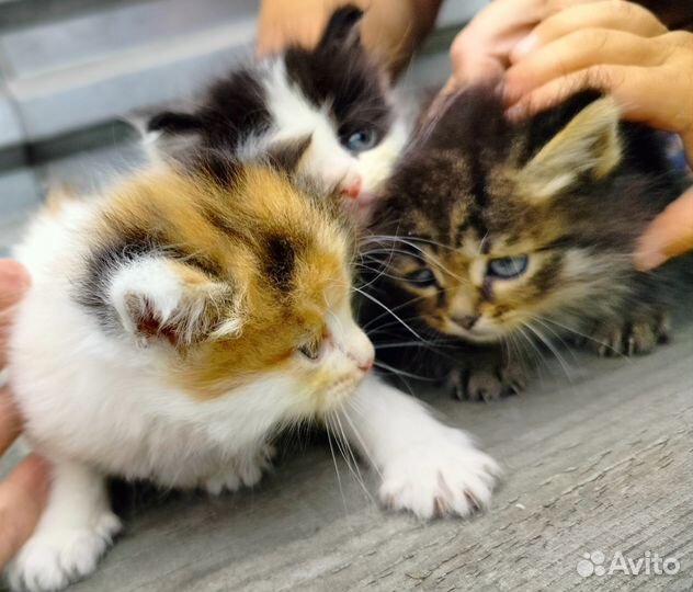Котята пушистые 1.5 месяца девочки и мальчик