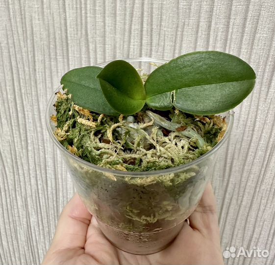 Орхидея Легато пелор