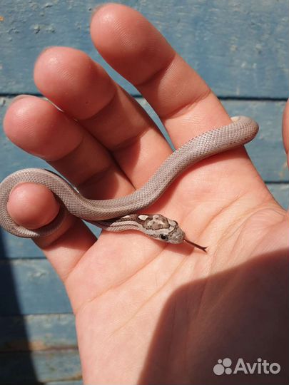 Маисовый полоз, змея, маис, полоз