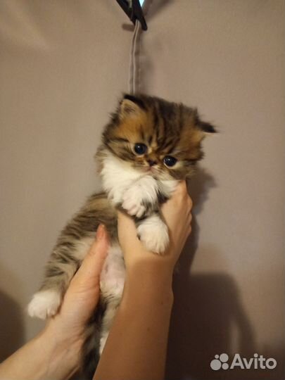Персидские котята