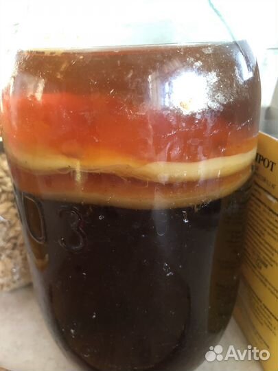 Чайный гриб