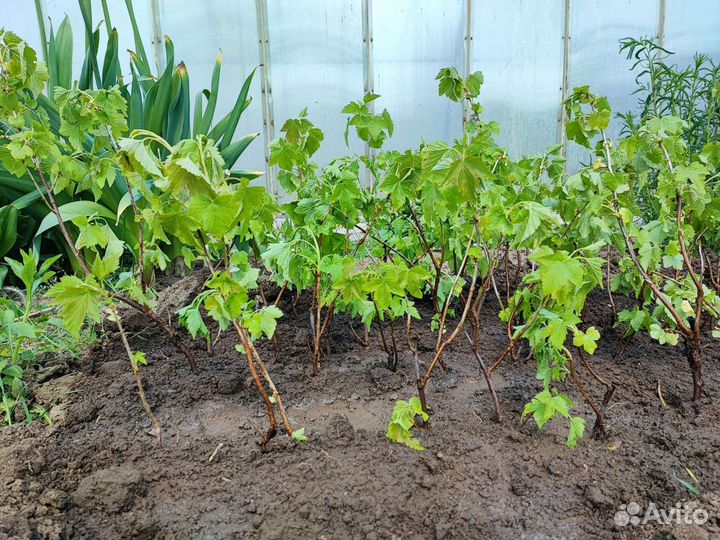 Саженцы черной смородины