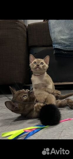 Бурманские котята с документами