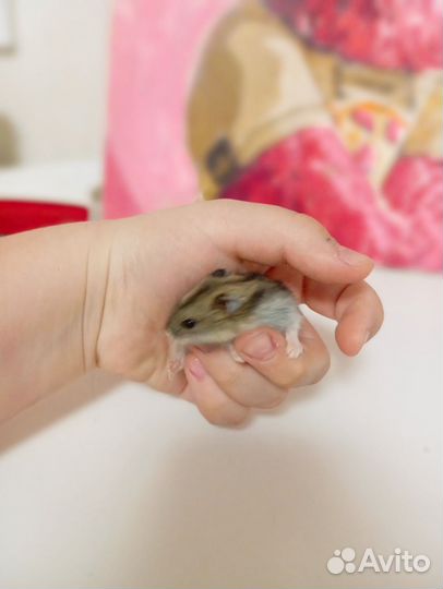 Джунгарский хомяк маленький