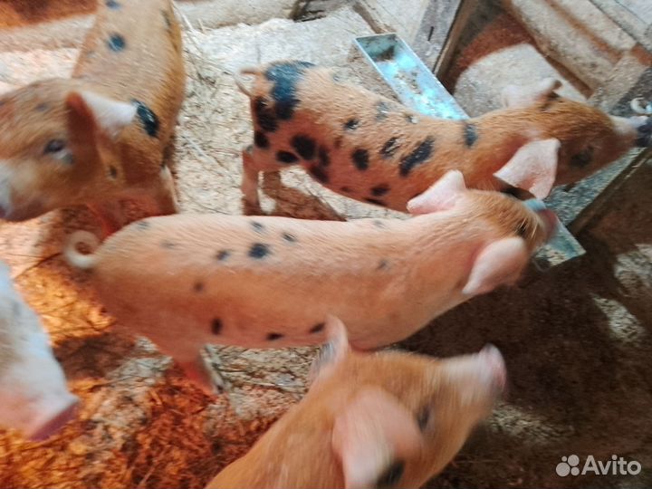 Поросята