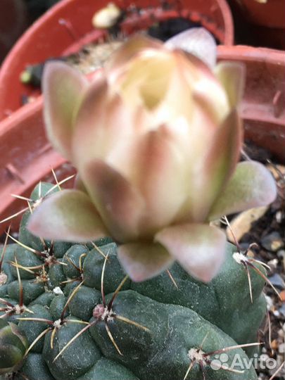 Алоказия, спацифилум и др