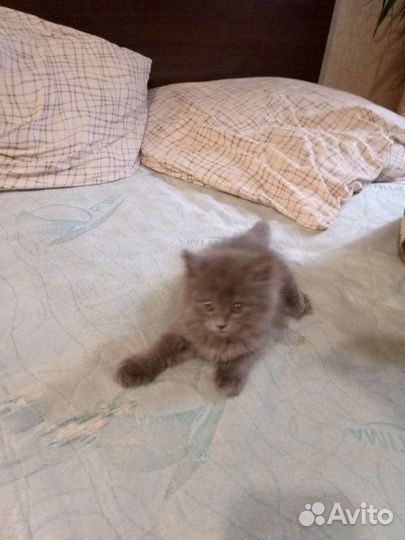 Британские котята