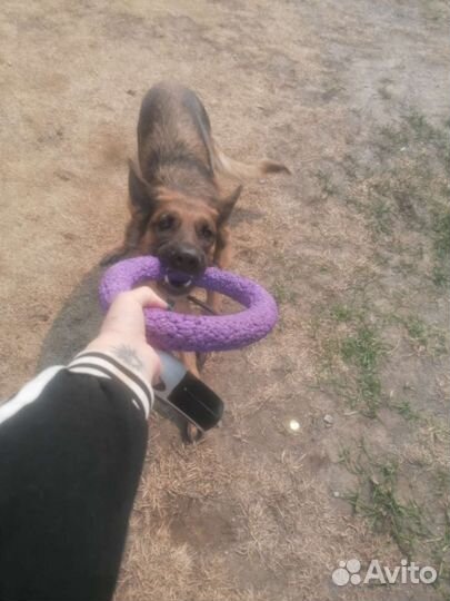 Зоотакси догситтер выгульщик собак