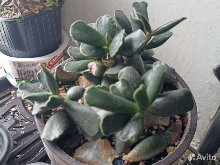 Суккуленты