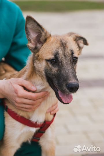 Фенотип бельгийской овчарки щенок