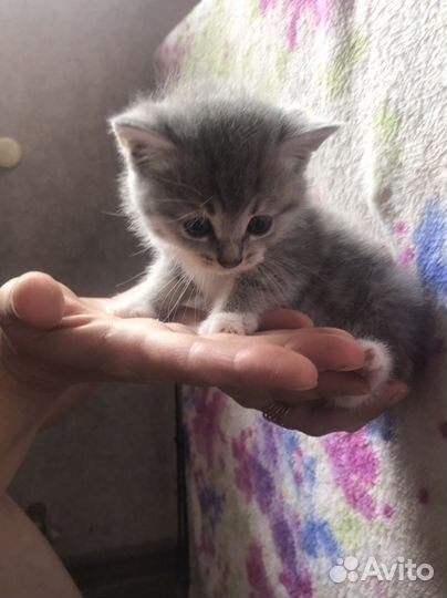 Котята(помесь с британцем)