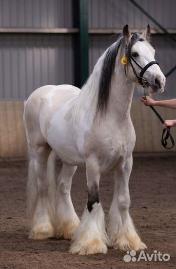 Тинкер жеребец для случки
