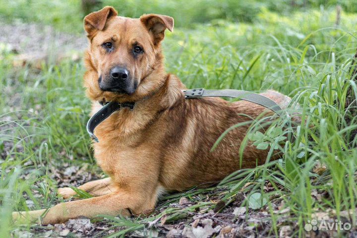 Шикарный пёс Рыжик ищет дом